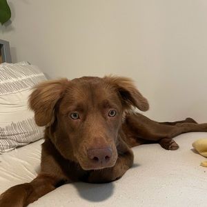 Meet your Posher, Justin